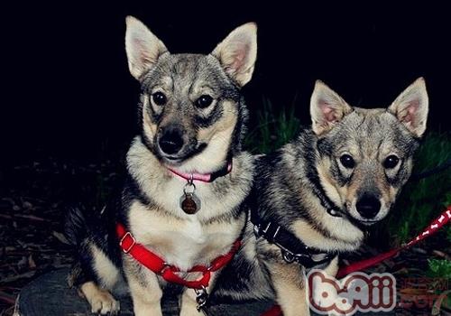 瑞典柯基犬