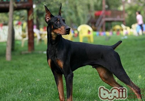 杜賓犬