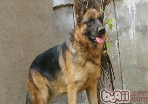 德國牧羊犬