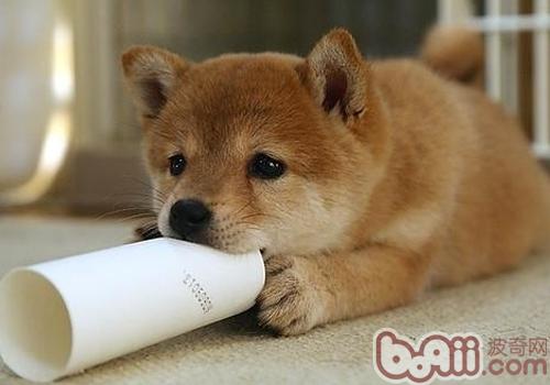 秋田犬