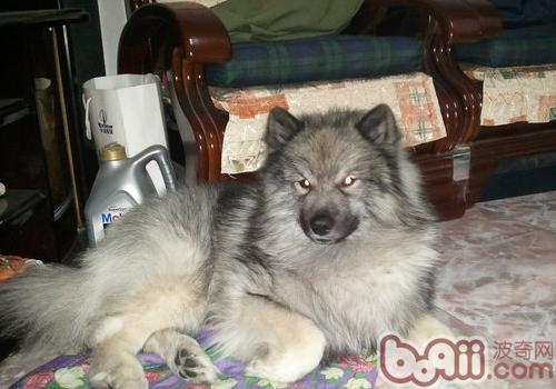 荷蘭毛獅犬