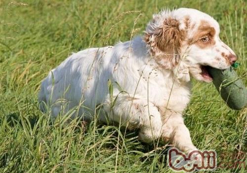 克倫伯獵鹬犬