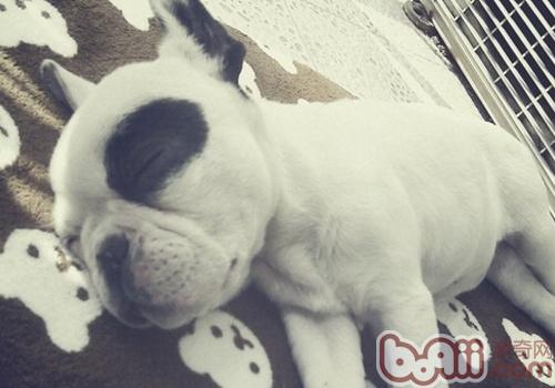 波士頓梗犬