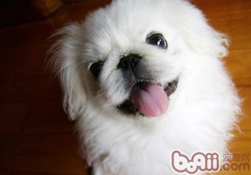 京巴犬