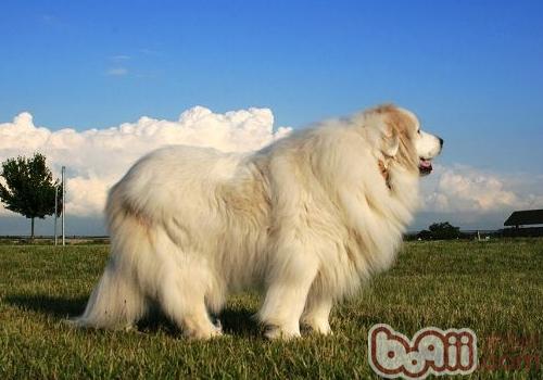 大白熊犬