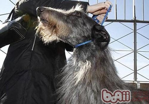 蘇格蘭獵鹿犬