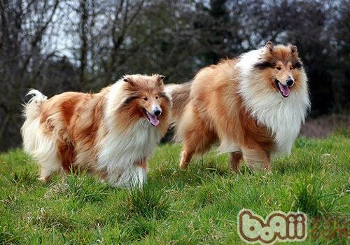 蘇格蘭牧羊犬