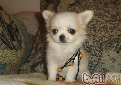 吉娃娃犬