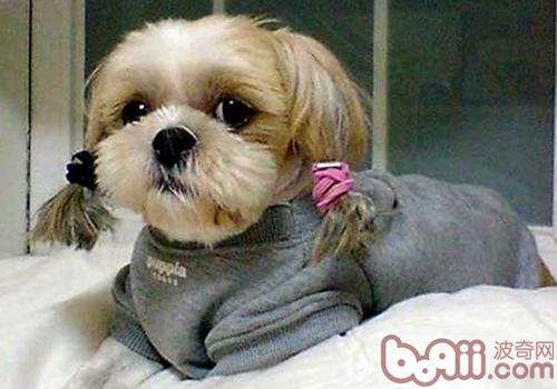 西施犬