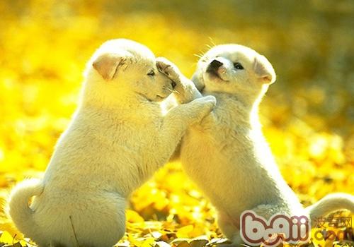 拉布拉多犬