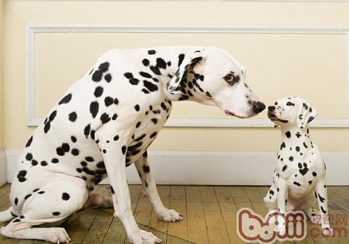 大麥町犬