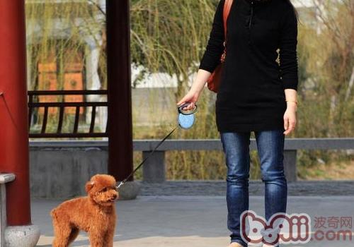 泰迪犬