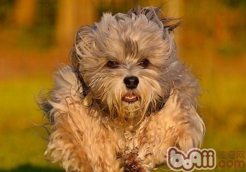 哈威那犬