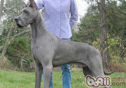 大丹犬