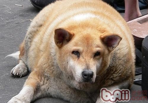 秋田犬