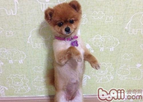 博美犬