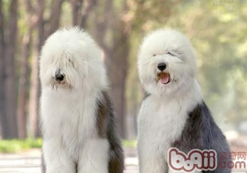 英國古代牧羊犬