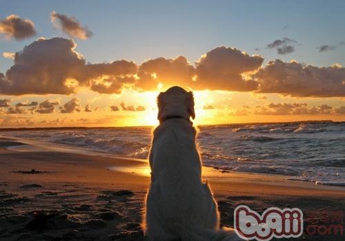 金毛犬