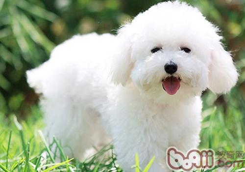 比熊犬