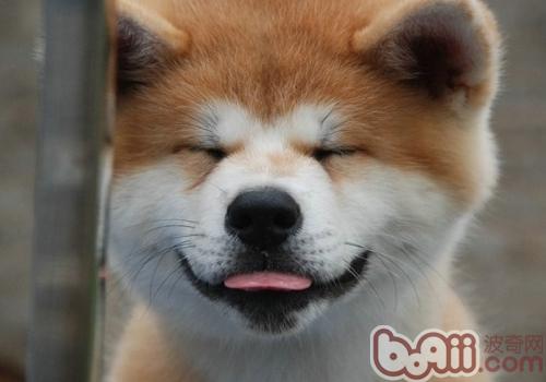 秋田犬