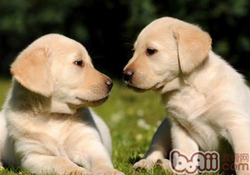拉布拉多犬