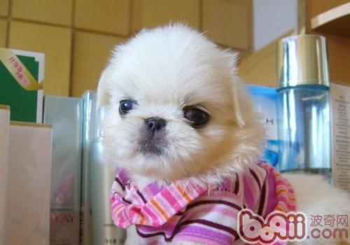 京巴犬