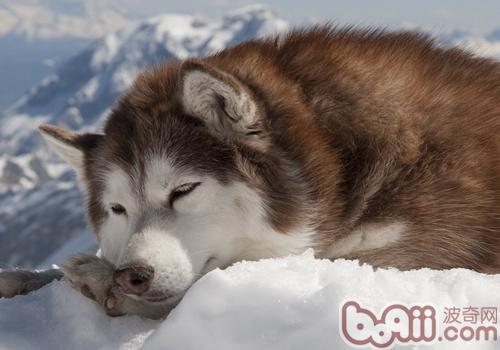 阿拉斯加雪橇犬