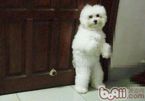 比熊犬