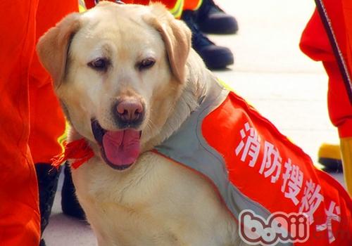 拉布拉多犬