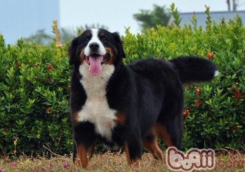 伯恩山犬