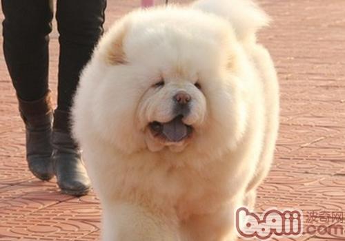 松獅犬