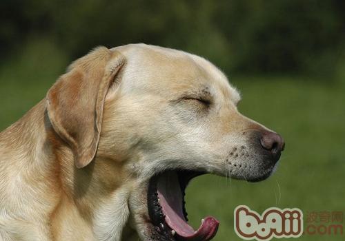 金毛犬