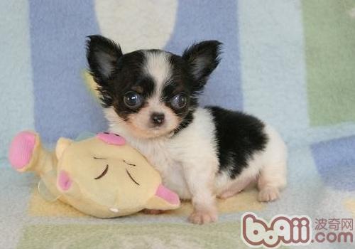吉娃娃犬