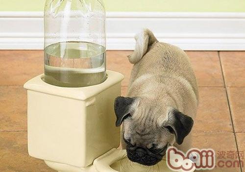 巴哥犬