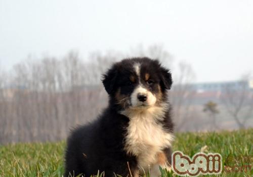 澳大利亞牧羊犬