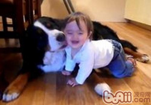 伯恩山犬