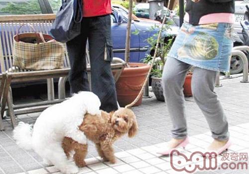 泰迪犬