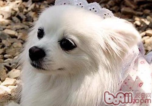 蝴蝶犬