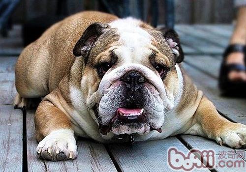 英國斗牛犬