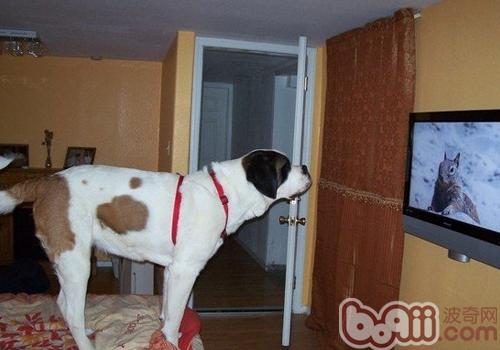 聖伯納犬