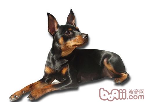 杜賓犬