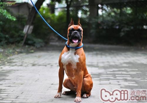 拳師犬