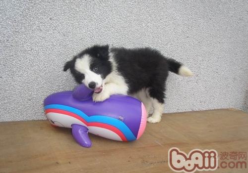 邊境牧羊犬