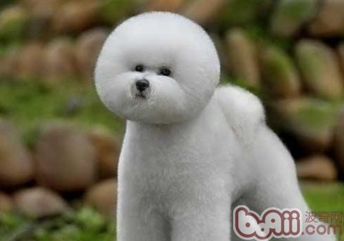 比熊犬