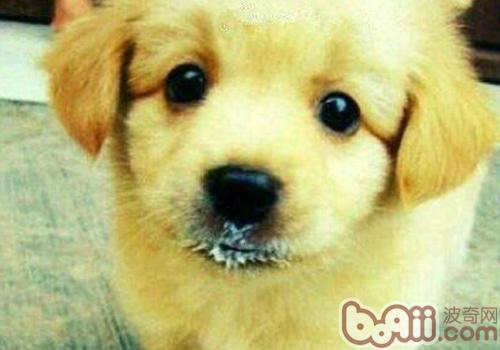 金毛犬