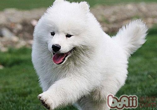 薩摩耶犬