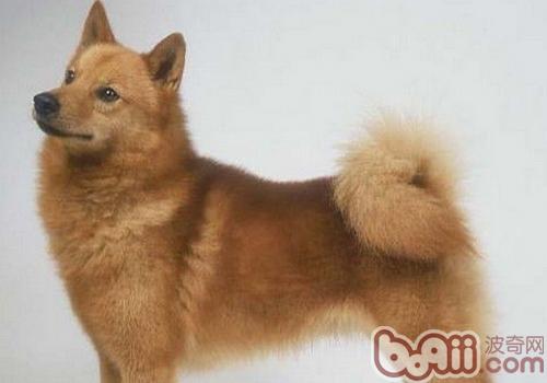 芬蘭獵犬