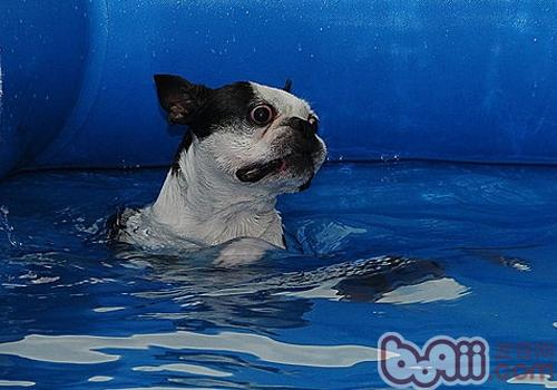 法國斗牛犬