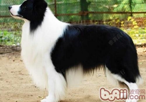 邊境牧羊犬