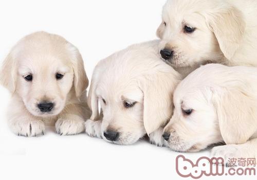 拉布拉多犬
